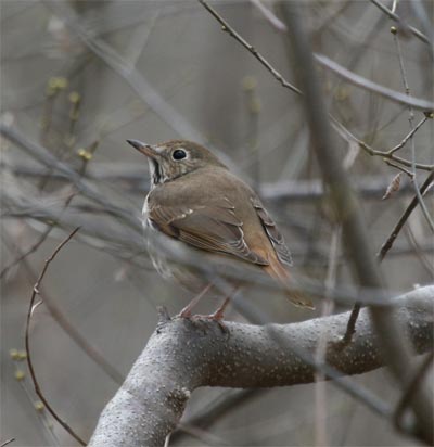 Hermit Thrush