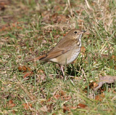 Hermit Thrush