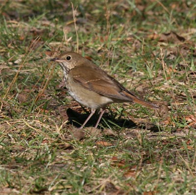 Hermit Thrush