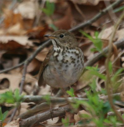 Hermit Thrush