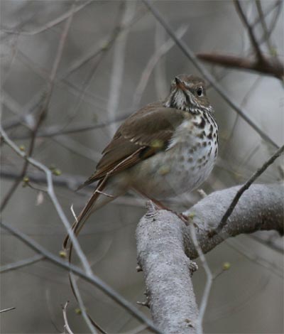 Hermit Thrush