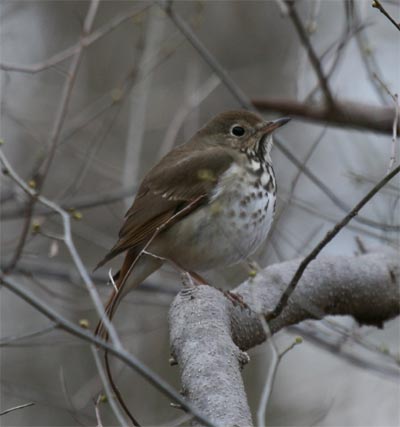 Hermit Thrush