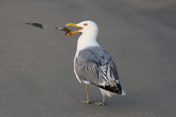 Herring Gull with Crab