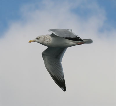 Herring Gull