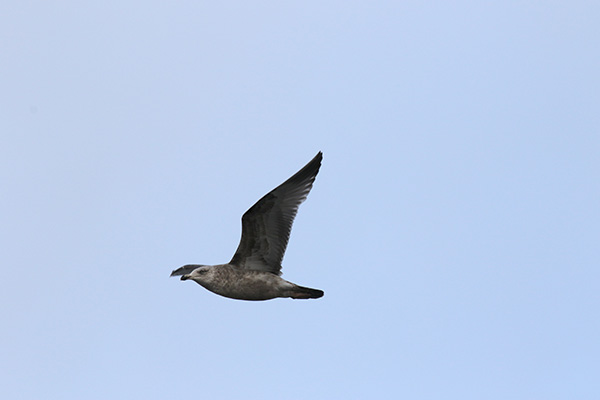 Herring Gull