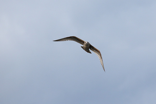 Herring Gull