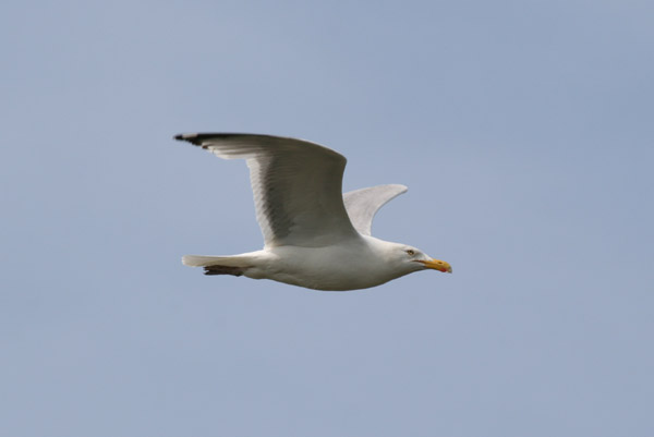 Herring Gull