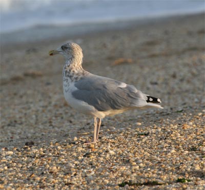 Herring Gull