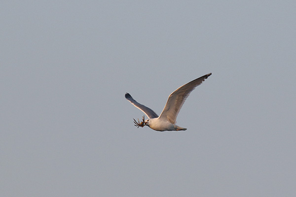 Herring Gull