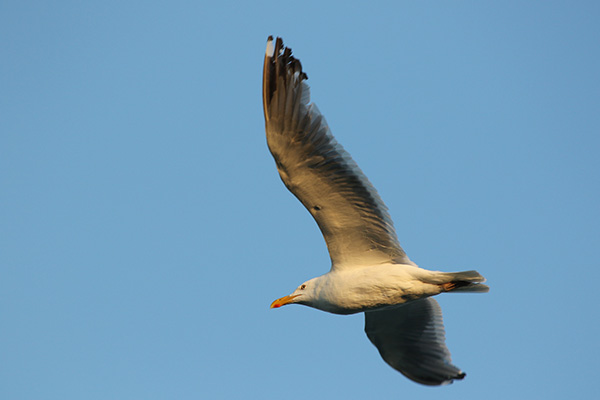 Herring Gull