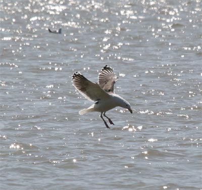 Herring Gull