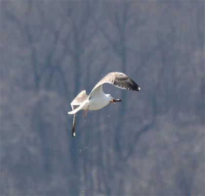 Herring Gull