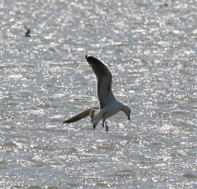 Herring Gull