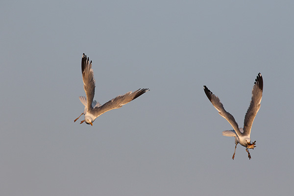 Herring Gull