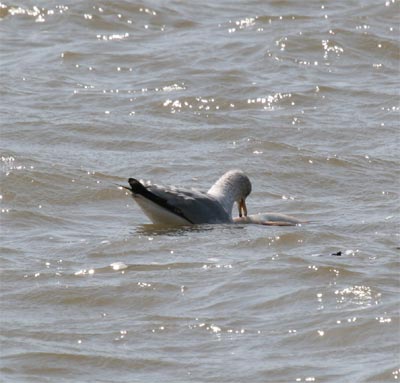 Herring Gull