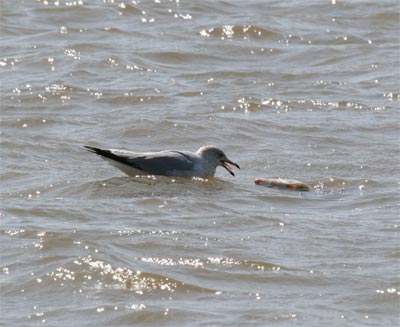 Herring Gull