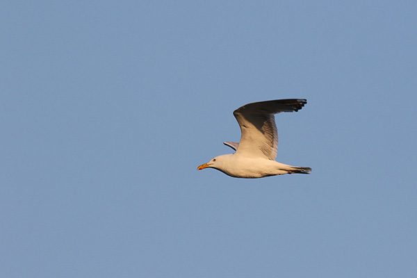 Herring Gull