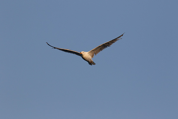 Herring Gull