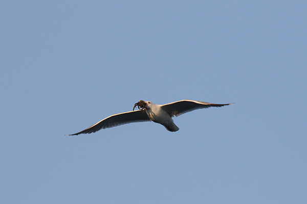 Herring Gull