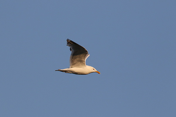 Herring Gull