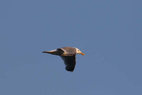 Herring Gull