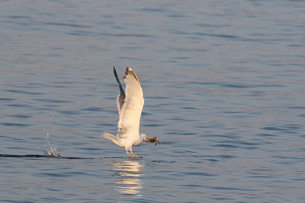 Herring Gull