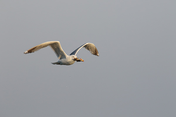 Herring Gull