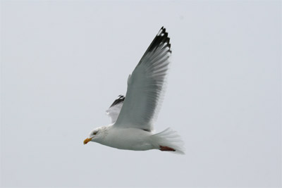 Herring Gull