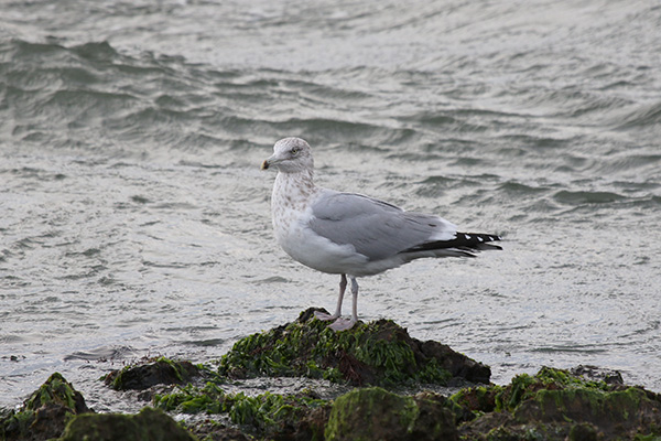 Herring Gull