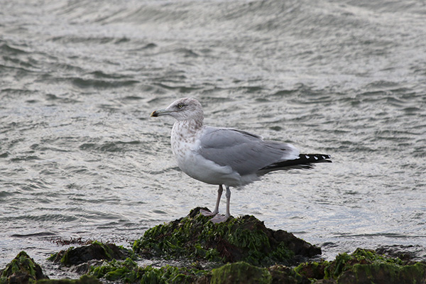 Herring Gull