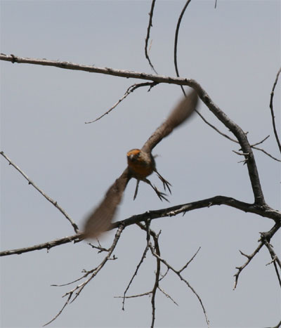 Orange House Finch