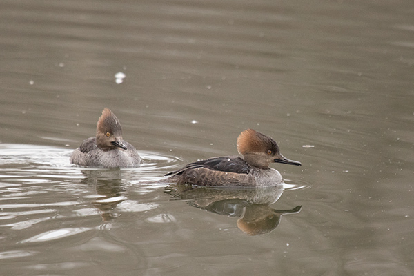 Hooded Mergansers