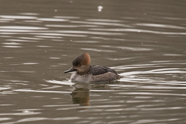 Hooded Mergansers