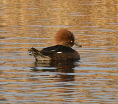 Hooded Merganser