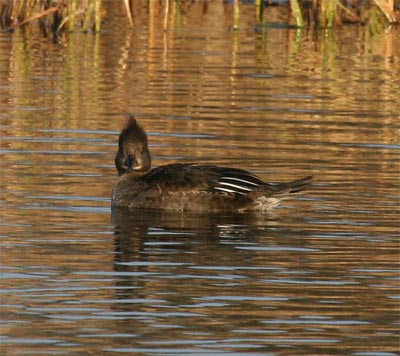 Hooded Merganser