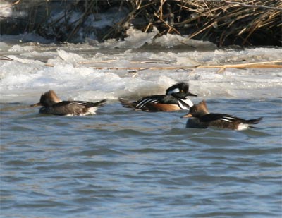 Hooded Merganser