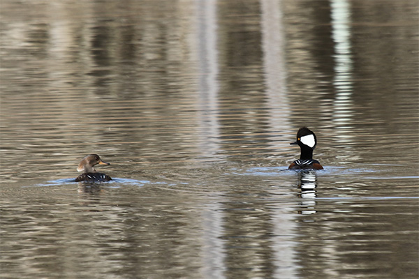 Hooded Merganser