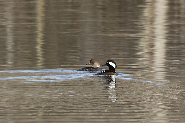 Hooded Merganser