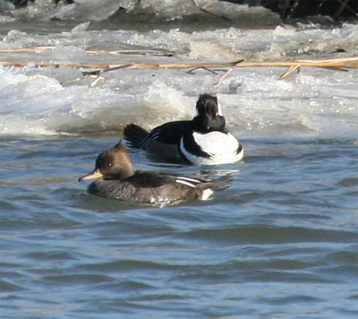 Hooded Merganser