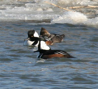 Hooded Merganser