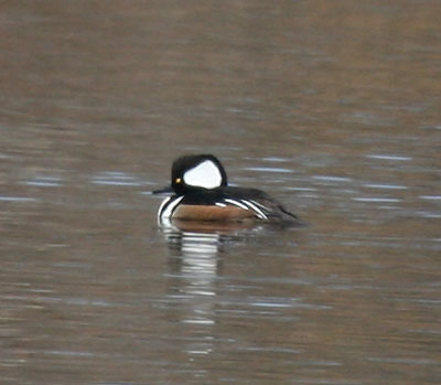 Hooded Merganser