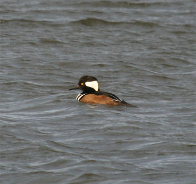 Hooded Merganser