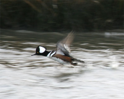 Hooded Merganser