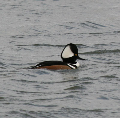 Hooded Merganser