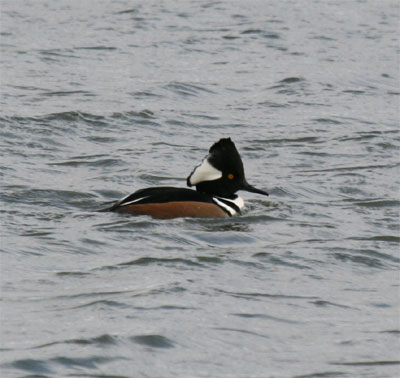 Hooded Merganser