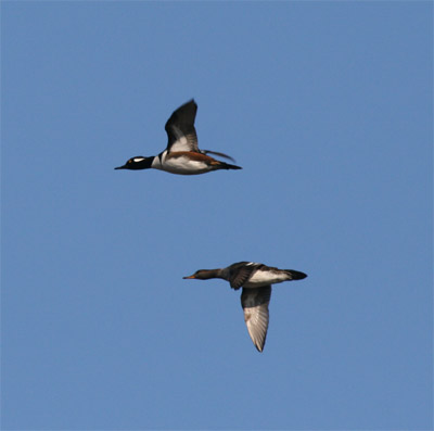 Hooded Mergansers