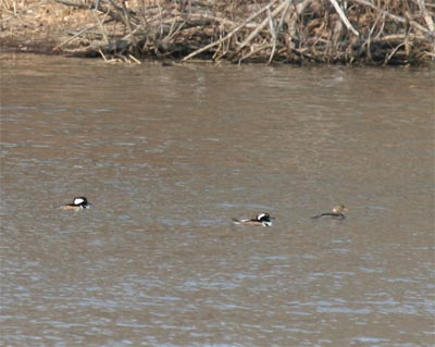 Hooded Mergansers