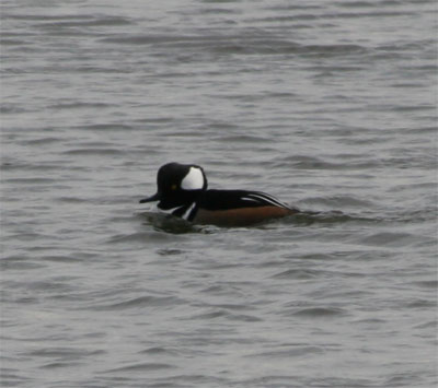 Hooded Merganser