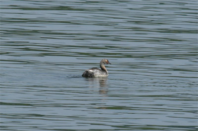 Horned Grebe