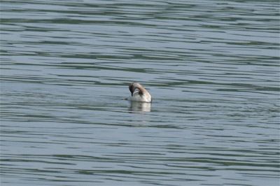 Horned Grebe